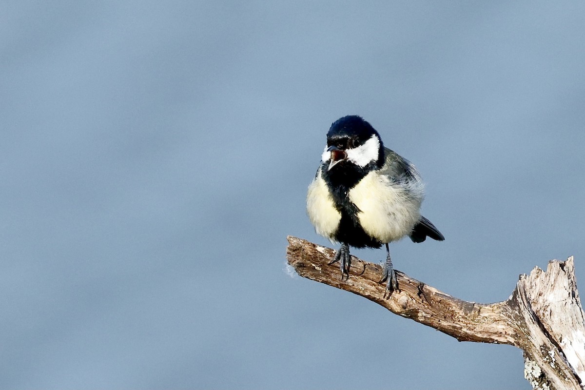 Great Tit - ML620290920