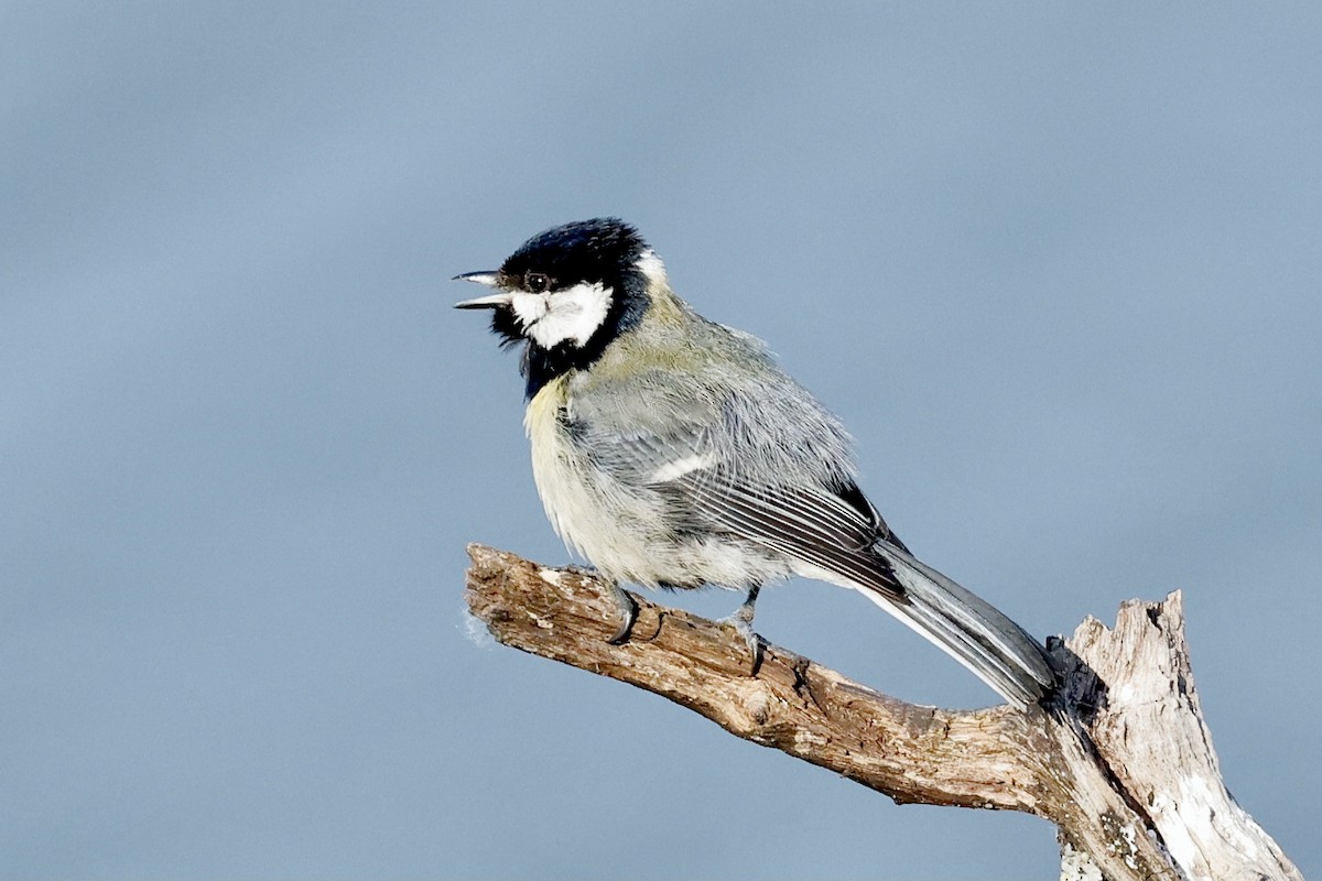 Great Tit - ML620290921