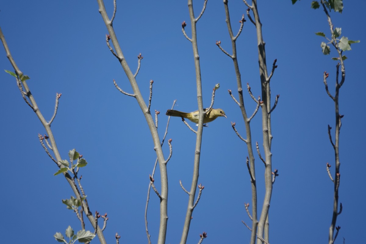 Hooded Oriole - ML620290930