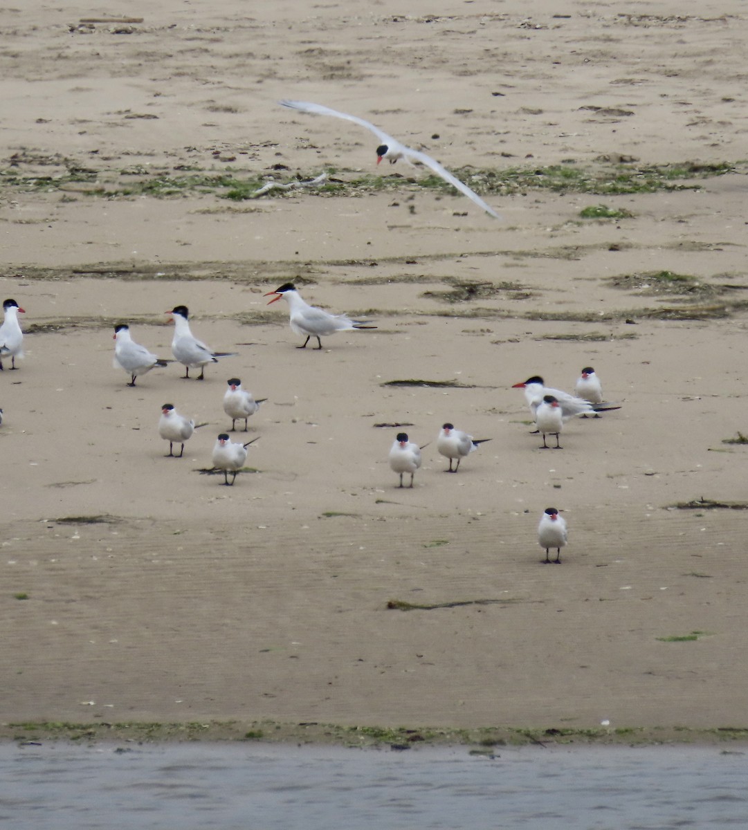 Caspian Tern - ML620290931