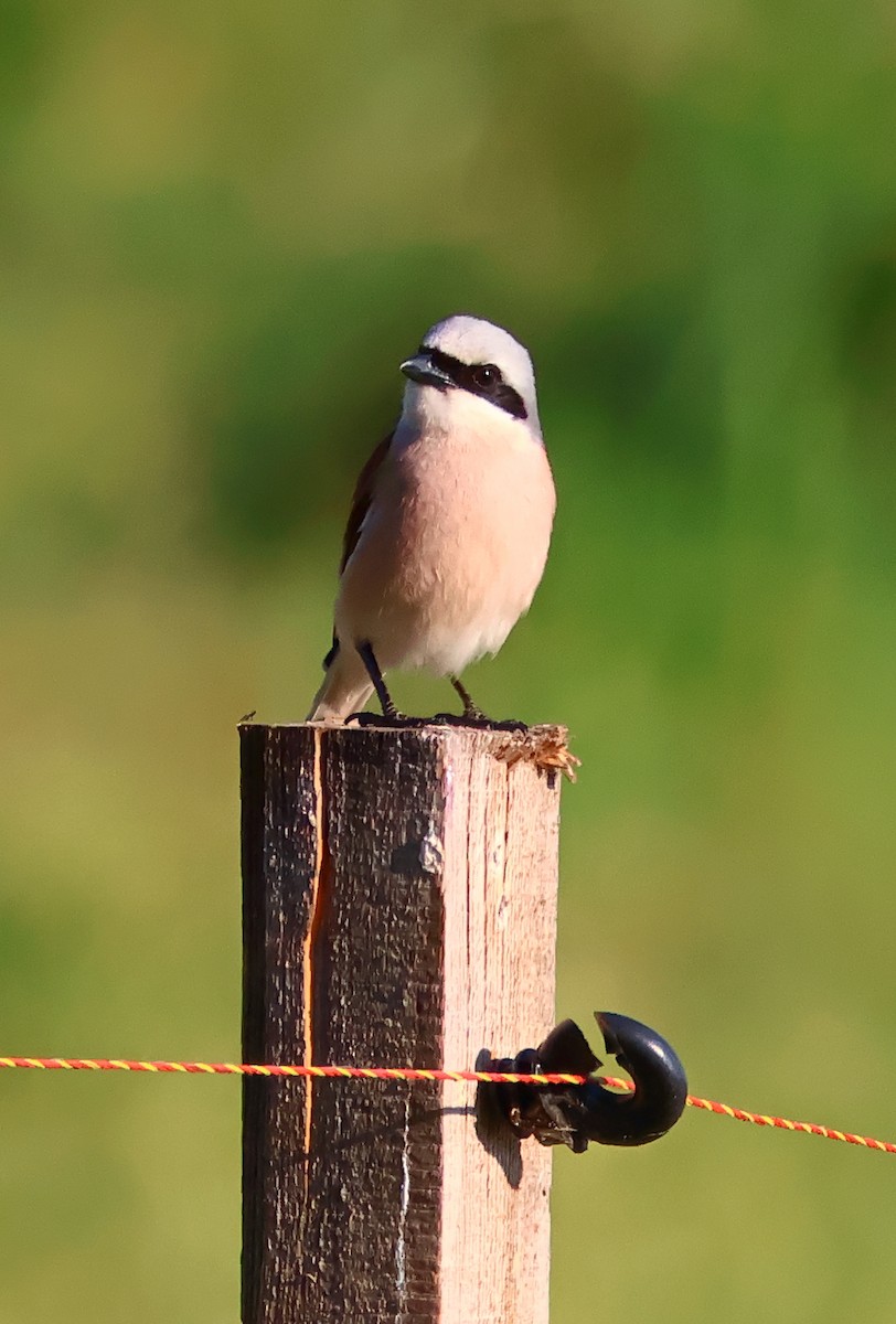 Red-backed Shrike - ML620290932