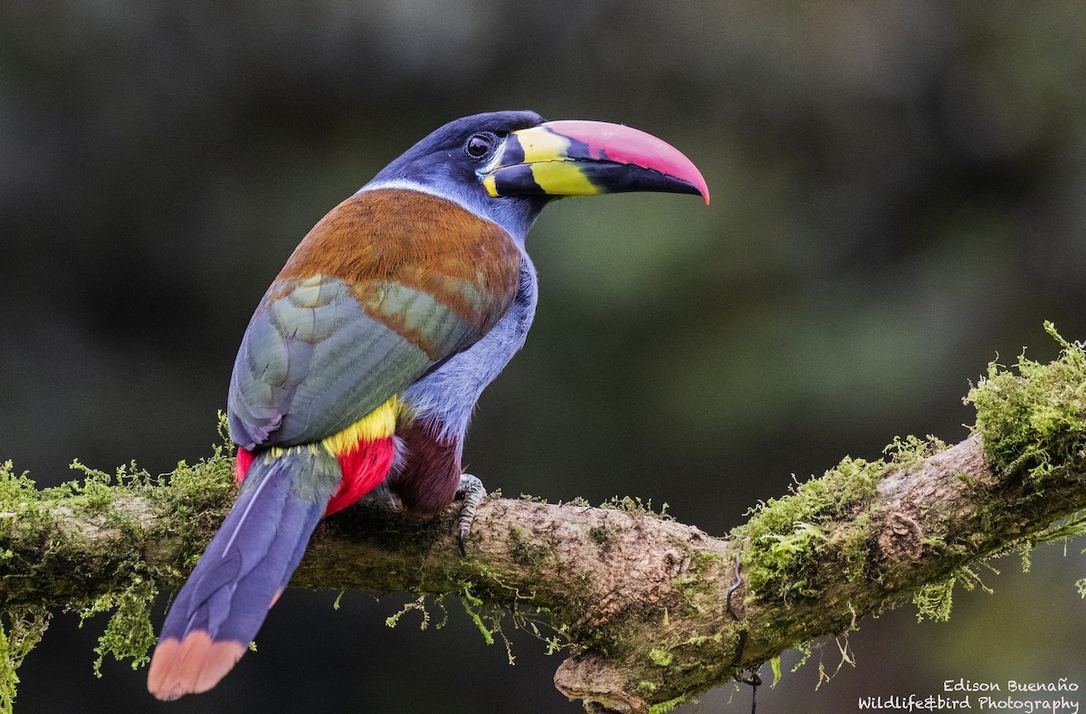 Gray-breasted Mountain-Toucan - ML620290934