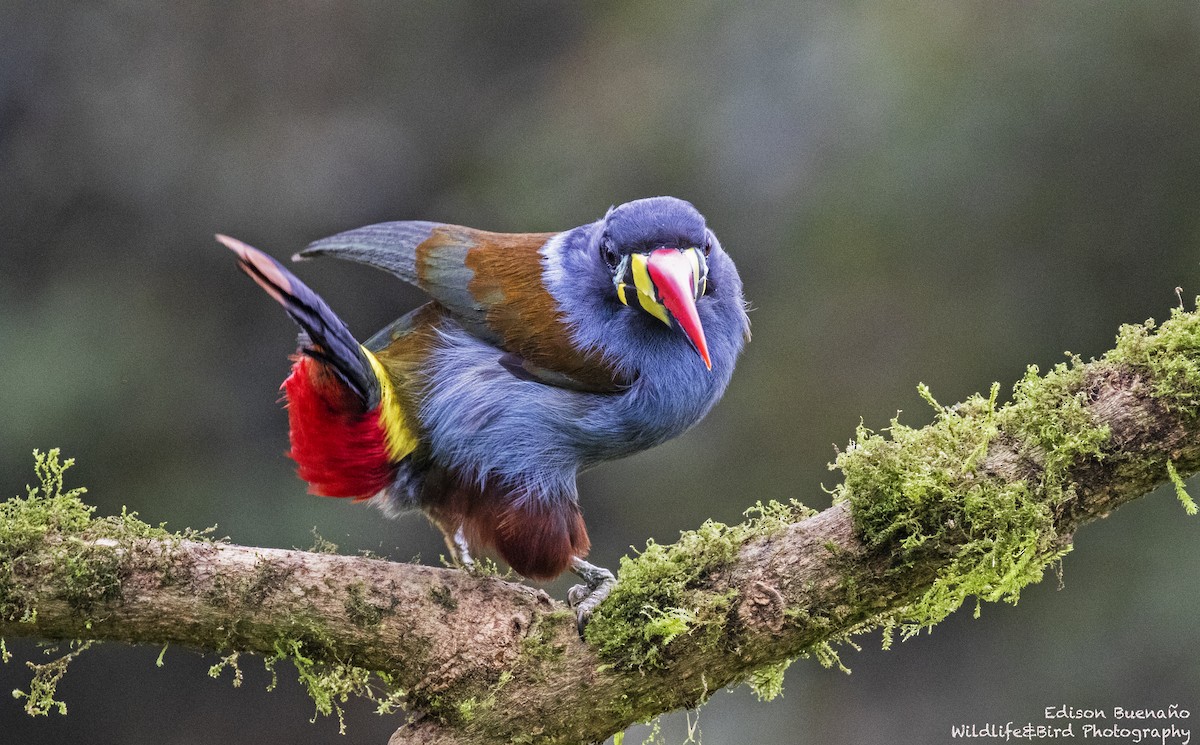 Gray-breasted Mountain-Toucan - ML620290935