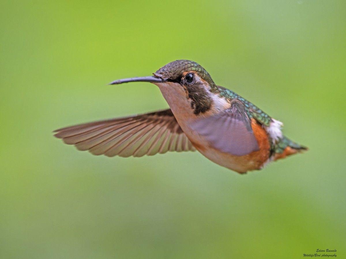 White-bellied Woodstar - ML620290940