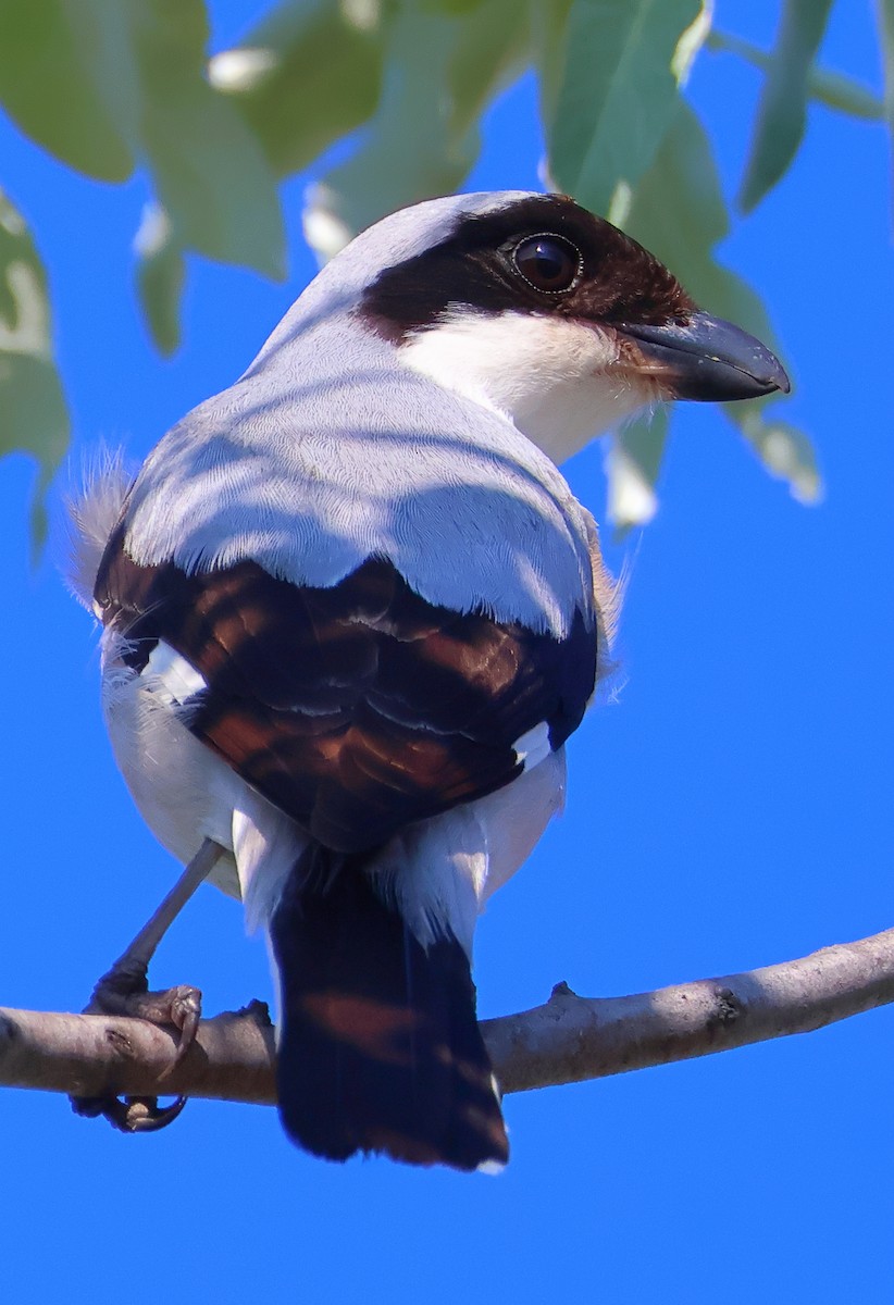 Lesser Gray Shrike - ML620290941