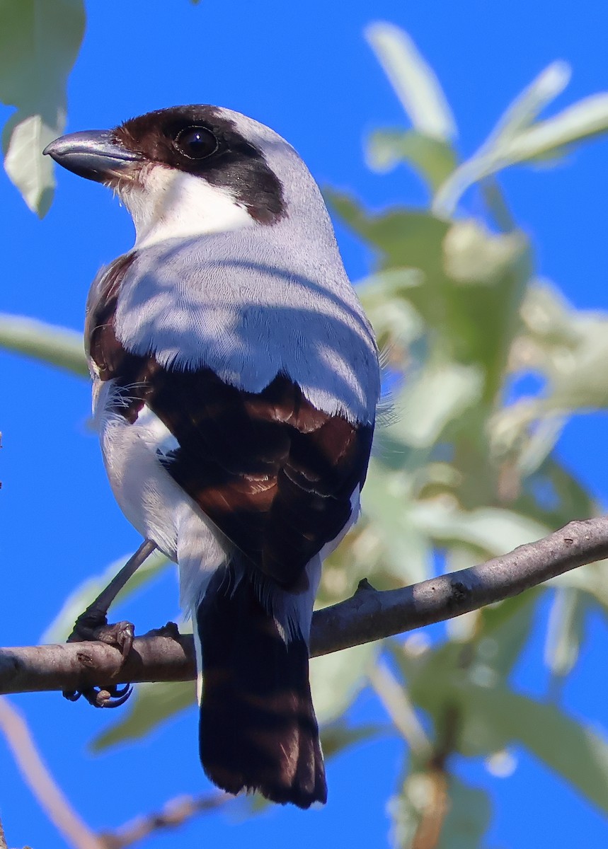 Lesser Gray Shrike - ML620290943