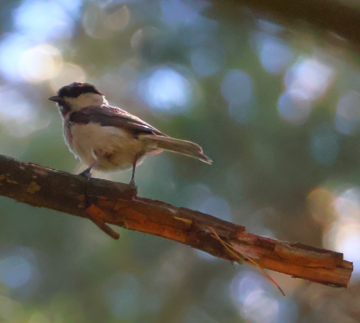 Marsh Tit - ML620290945