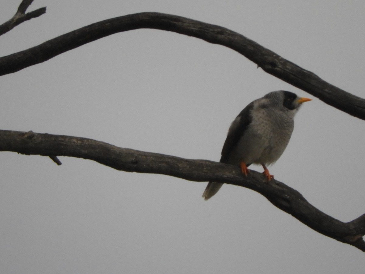 Noisy Miner - ML620290946