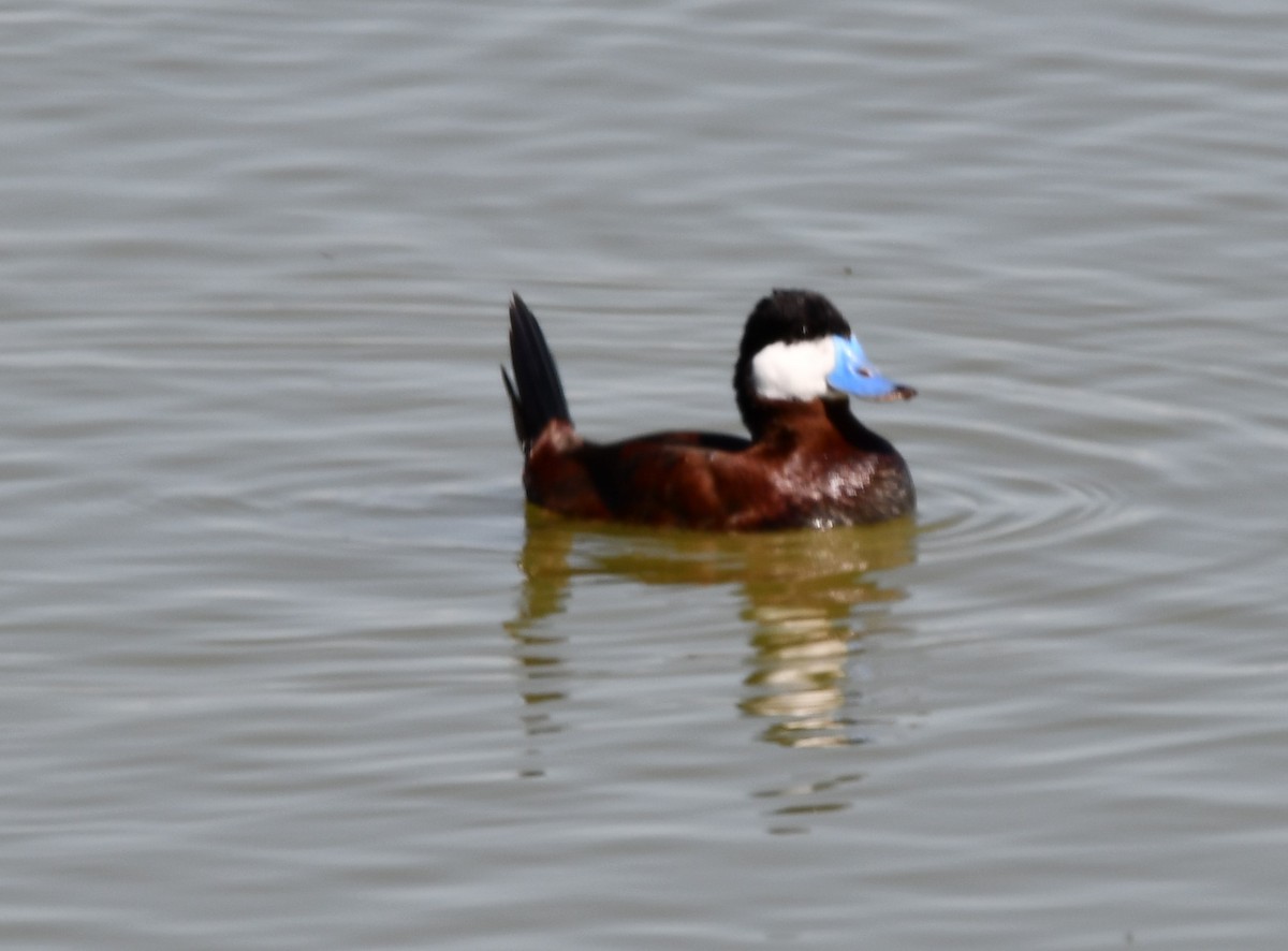 Ruddy Duck - ML620290949