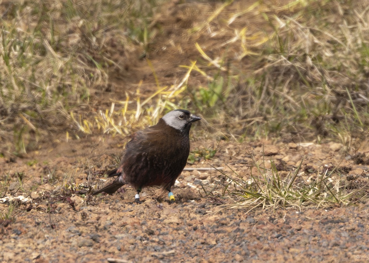 Gray-crowned Rosy-Finch - ML620290950