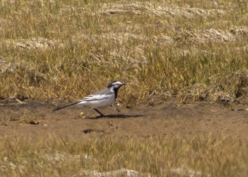 White Wagtail - ML620290951