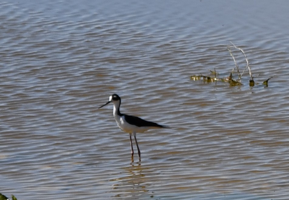 Black-necked Stilt - ML620290955