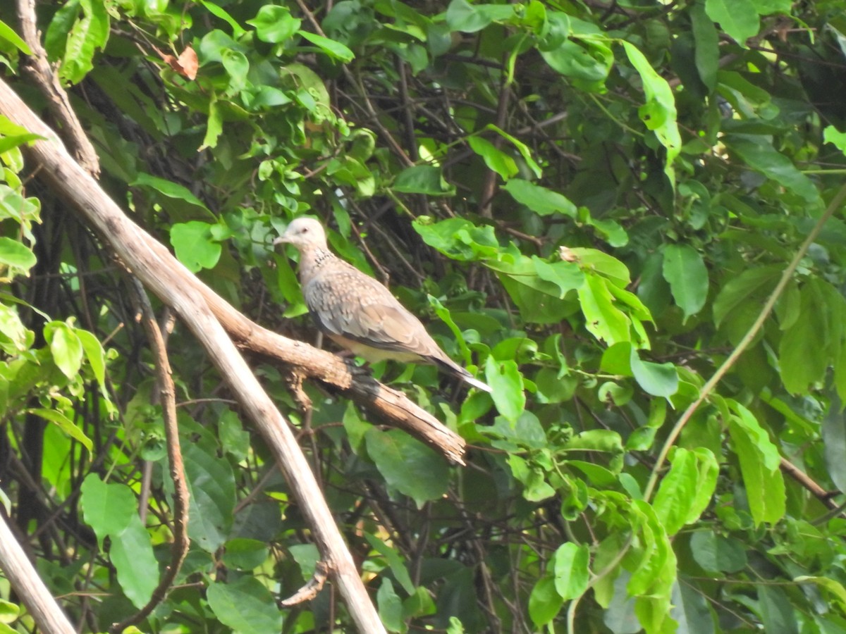 Spotted Dove - ML620290960