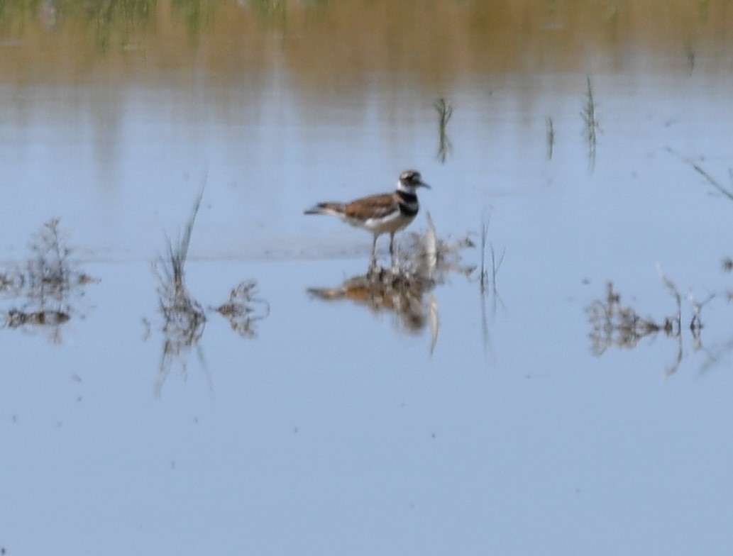 Killdeer - ML620290964