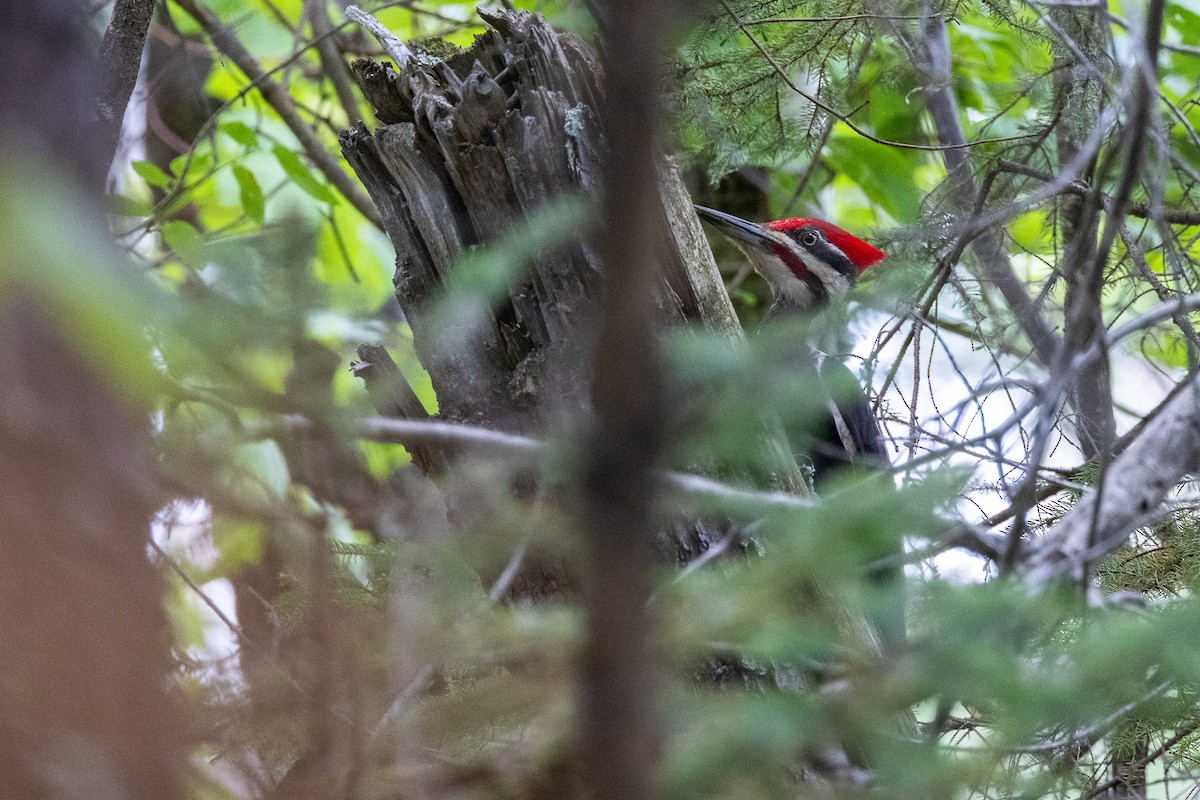 Pileated Woodpecker - ML620290966