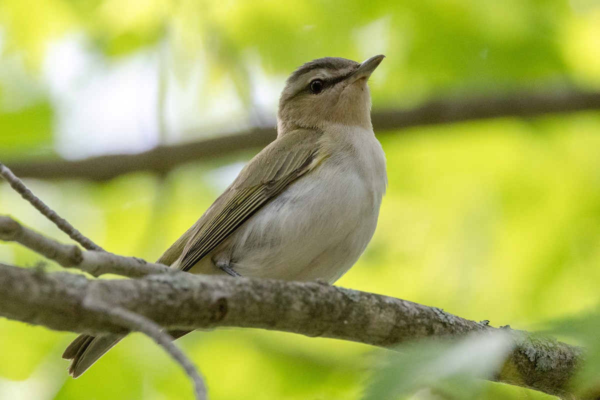 Red-eyed Vireo - ML620290967