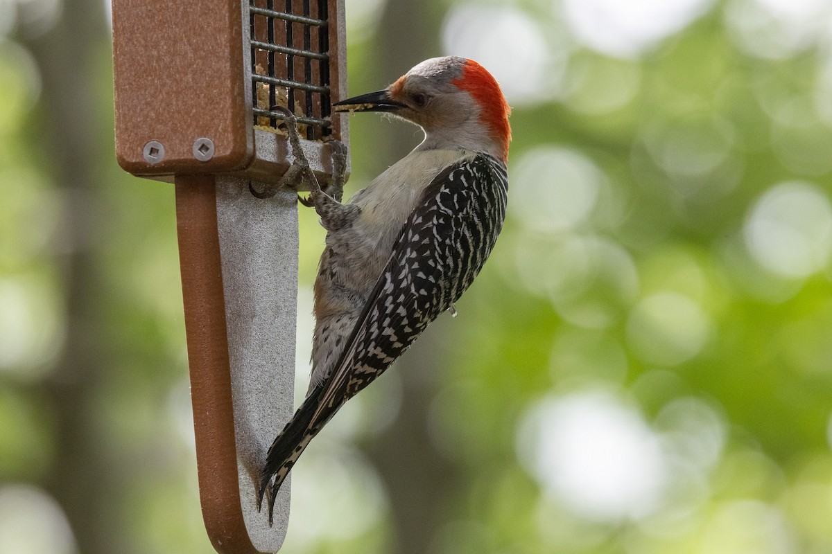 Red-bellied Woodpecker - ML620290970