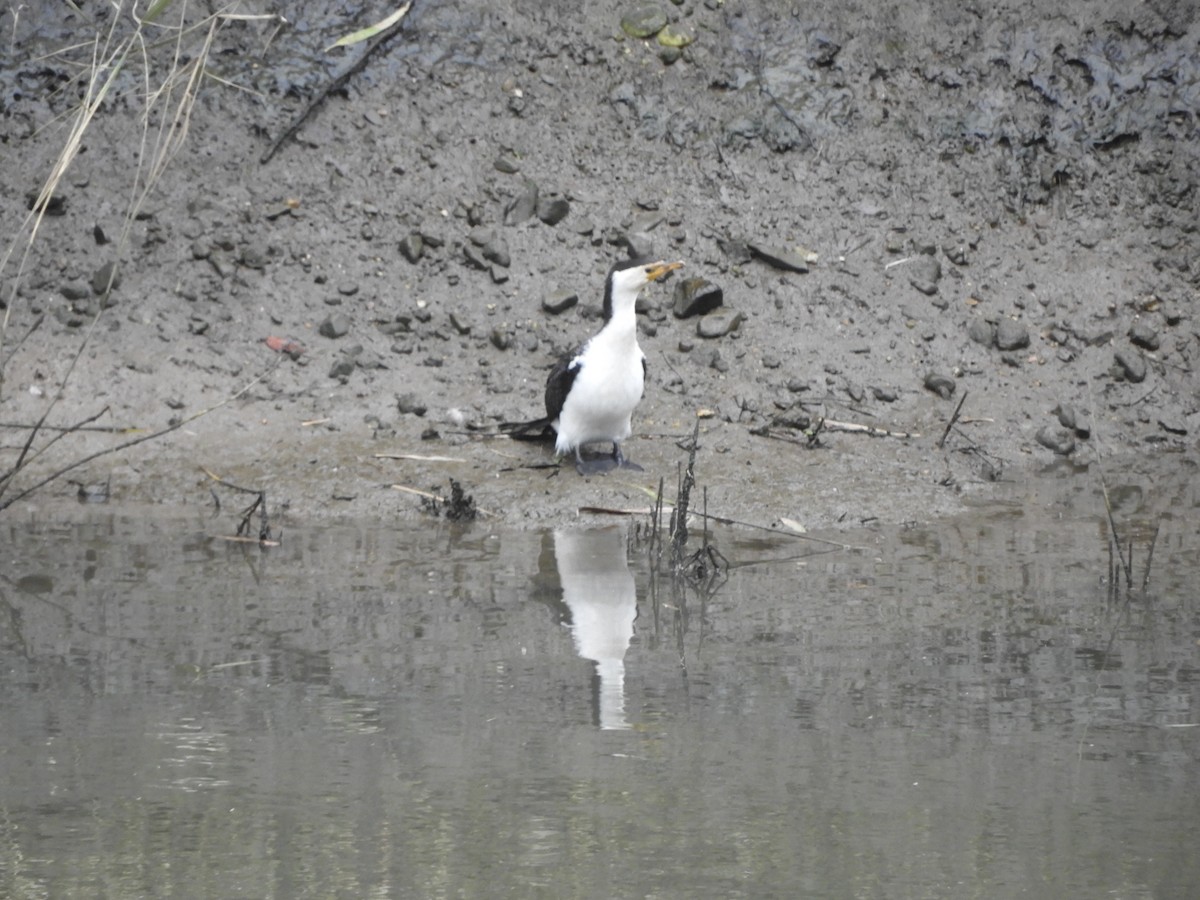 Little Pied Cormorant - ML620290971