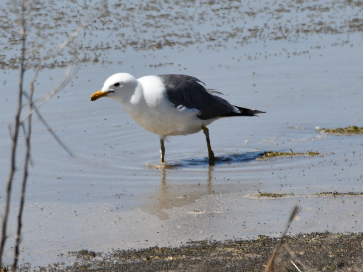 California Gull - ML620290972