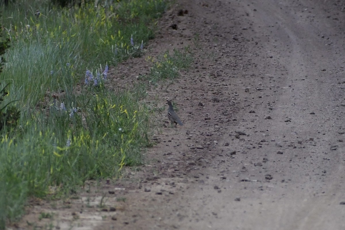 Gambel's Quail - ML620290974