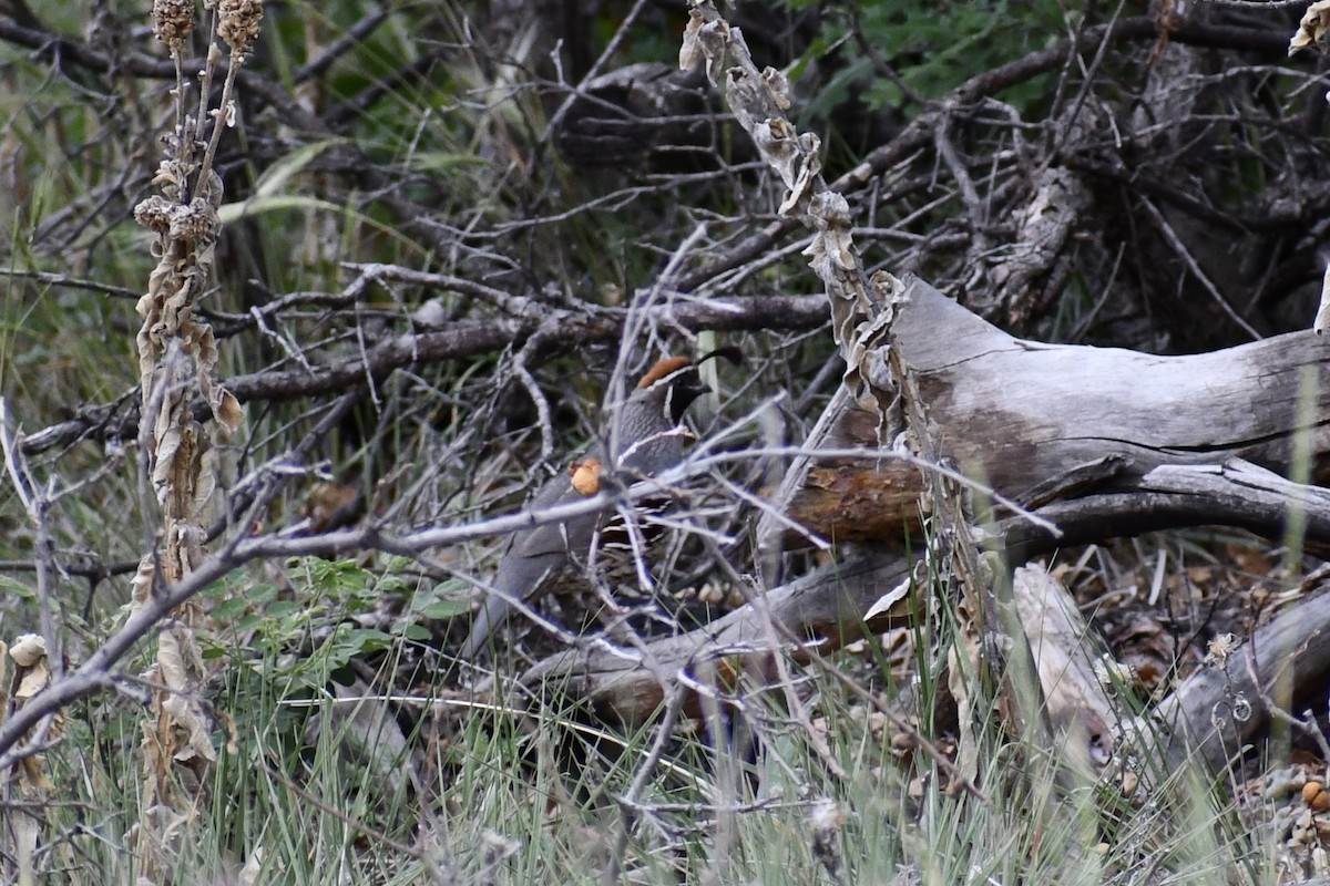 Gambel's Quail - ML620290975