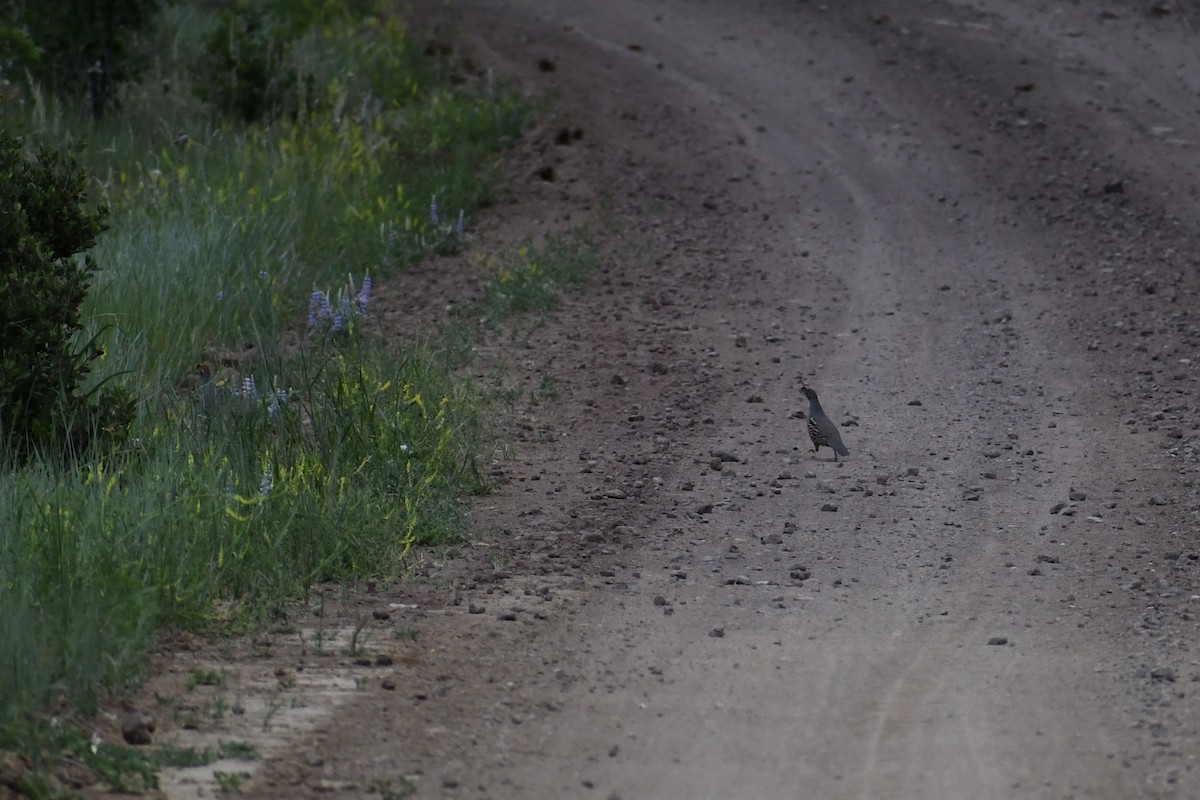 Gambel's Quail - ML620290976