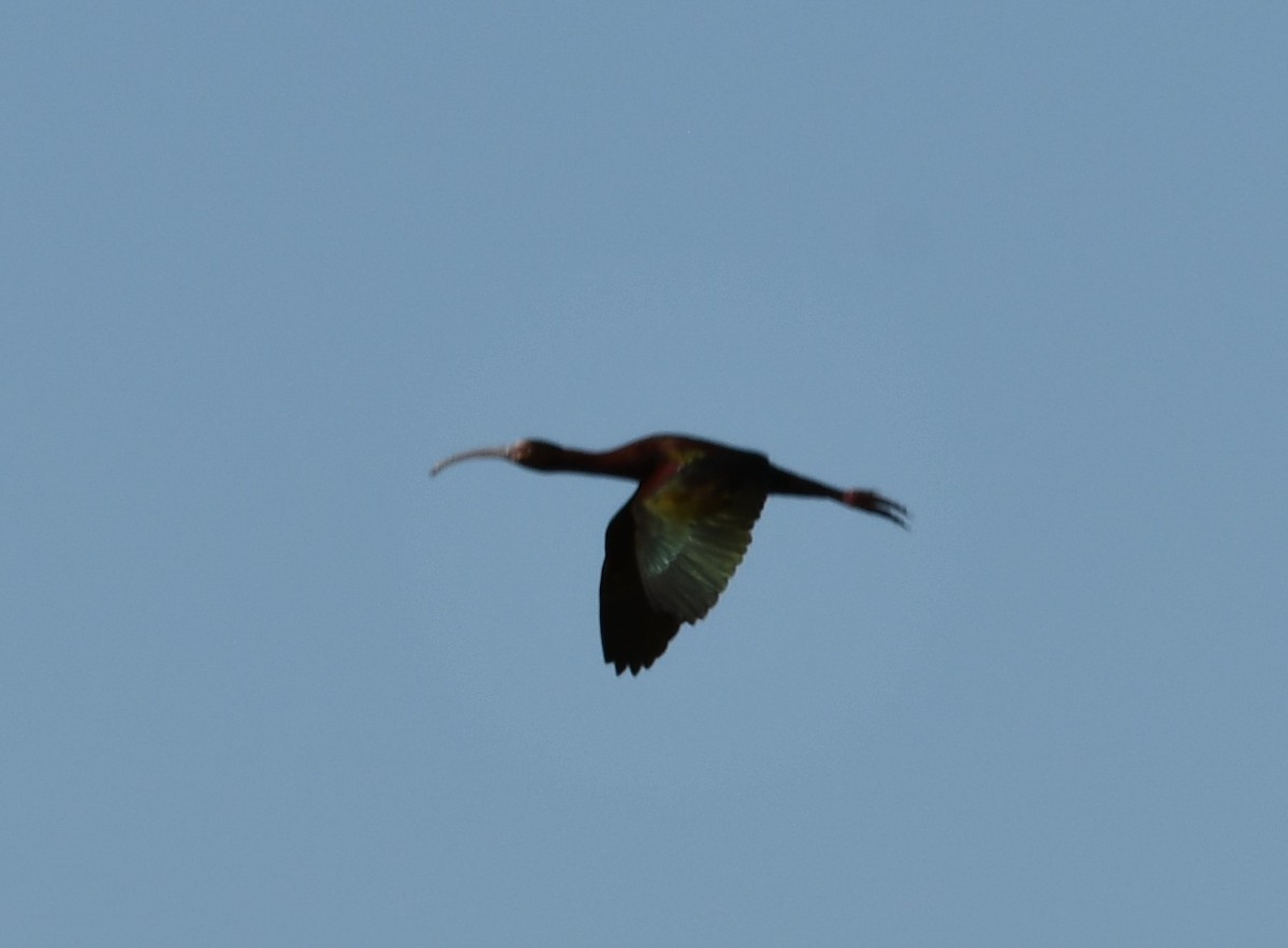 White-faced Ibis - ML620290979