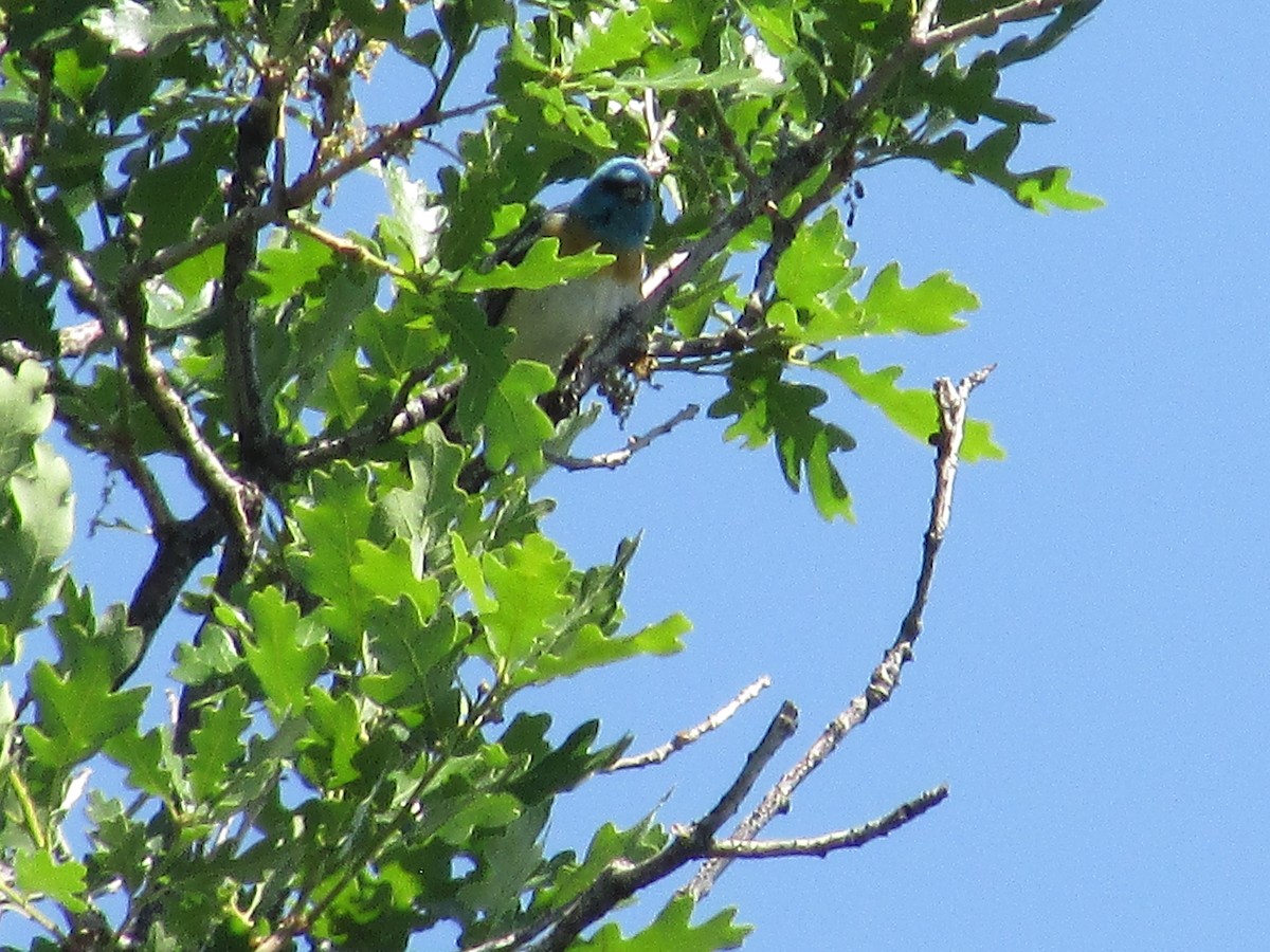 Lazuli Bunting - ML620290981