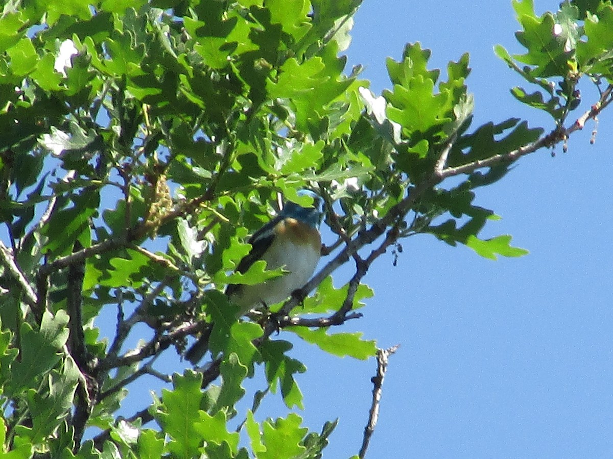 Lazuli Bunting - Felice  Lyons