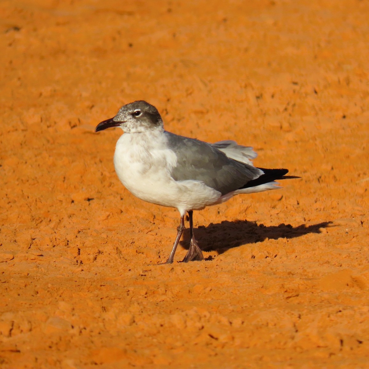 Laughing Gull - ML620290989