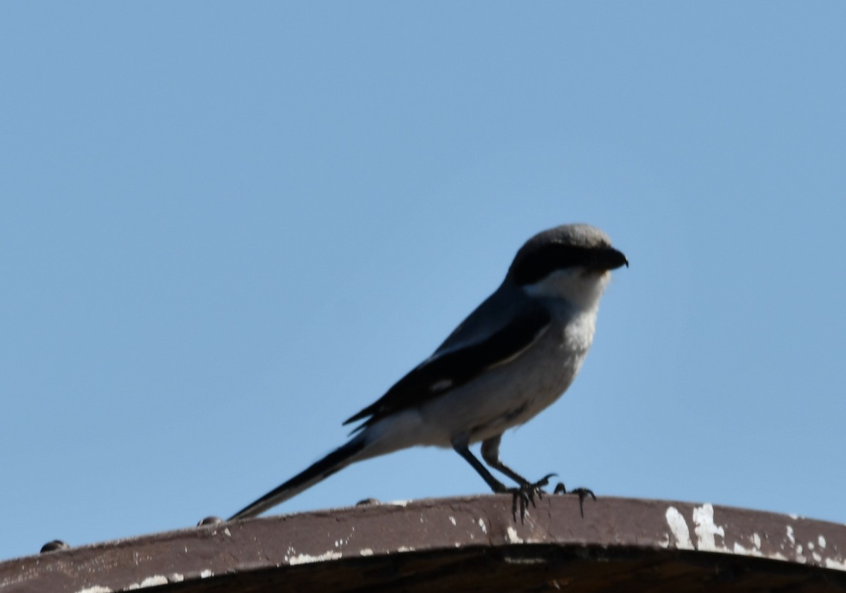 Loggerhead Shrike - ML620290992