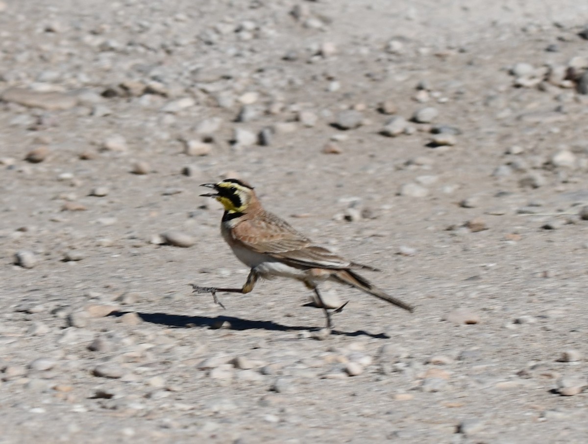 Horned Lark - ML620290995