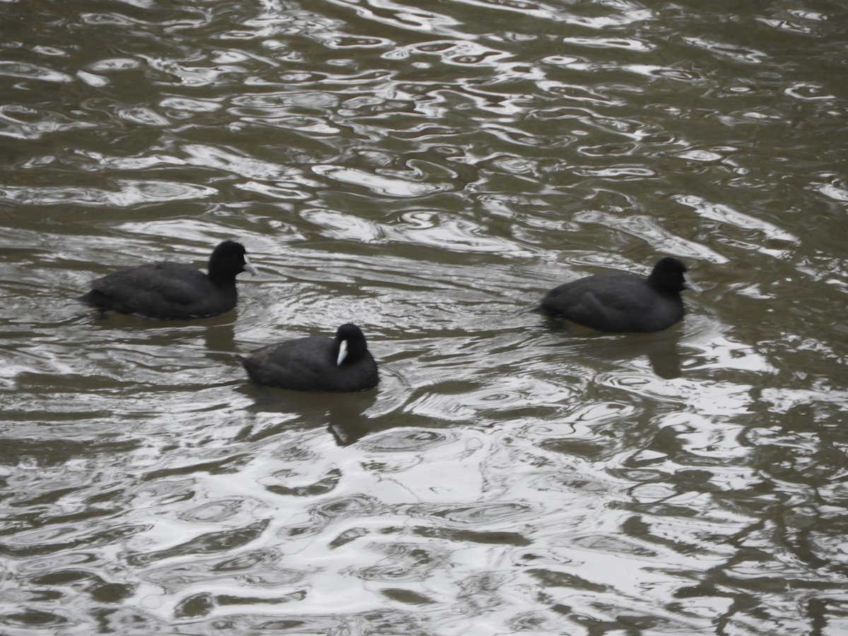 Eurasian Coot - ML620291000