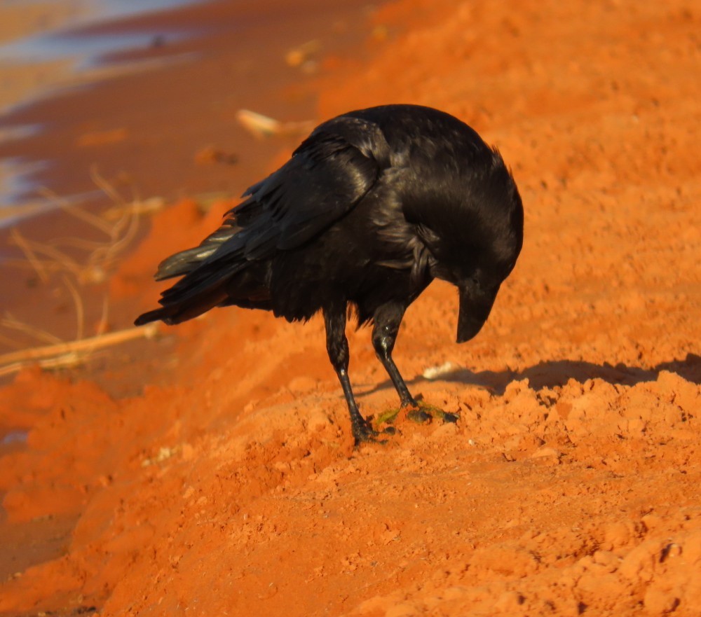 Common Raven - ML620291002