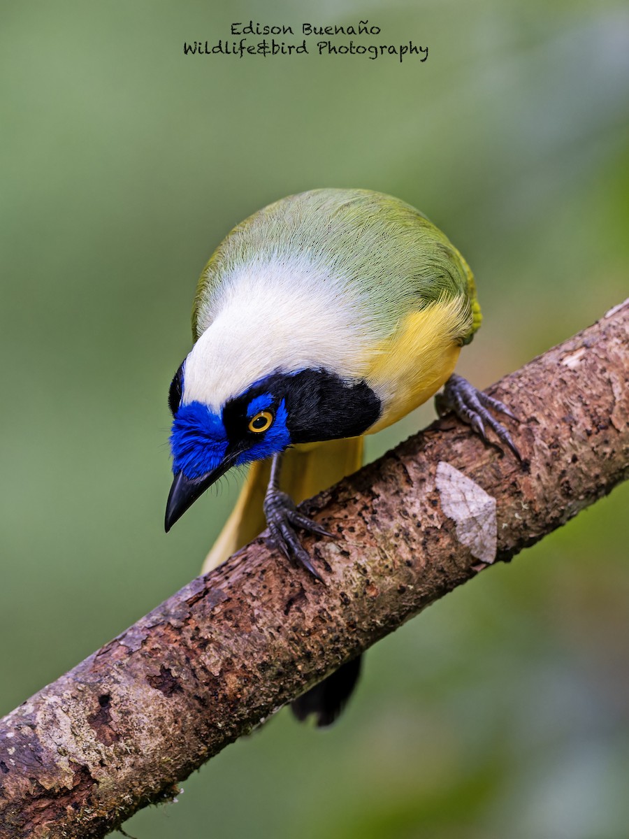 Green Jay (Inca) - ML620291004