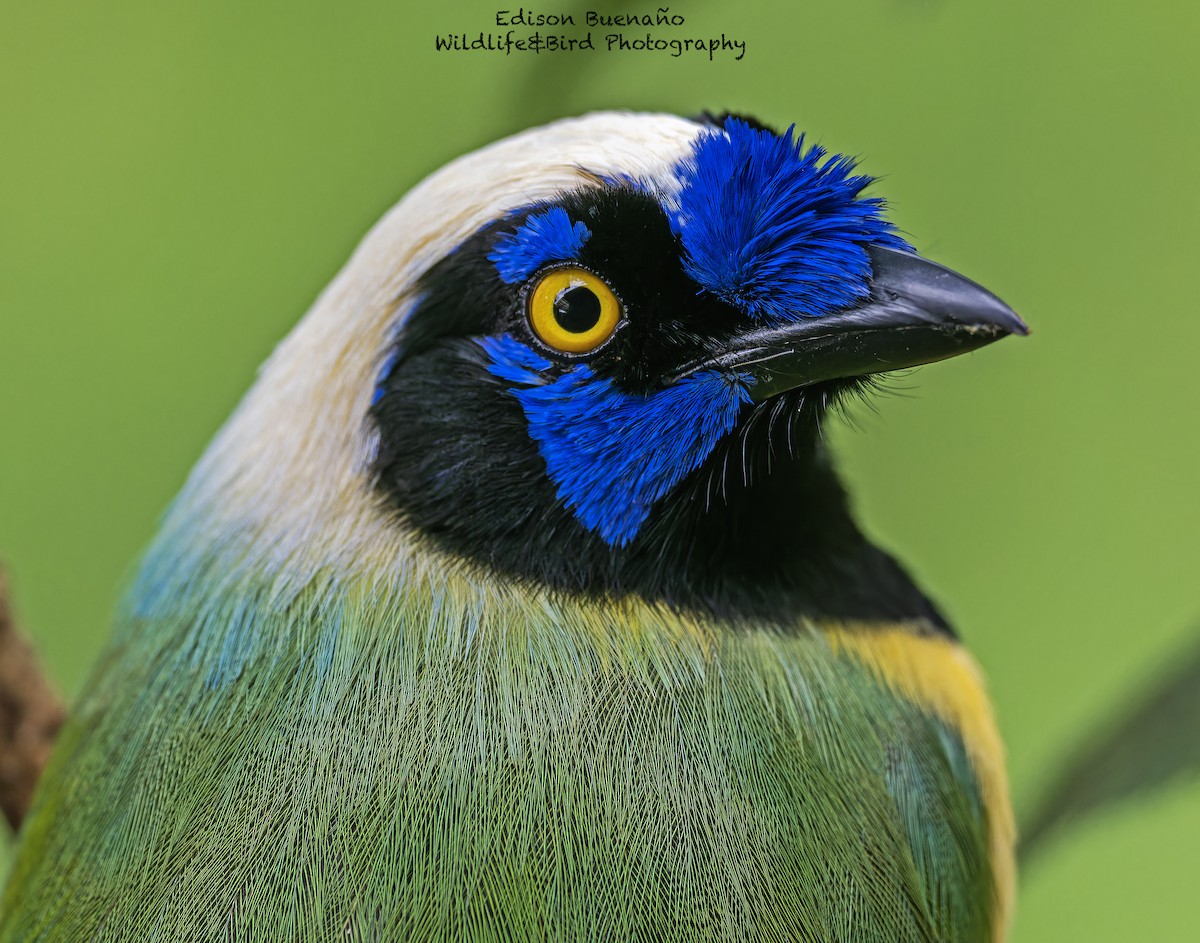 Green Jay (Inca) - ML620291005