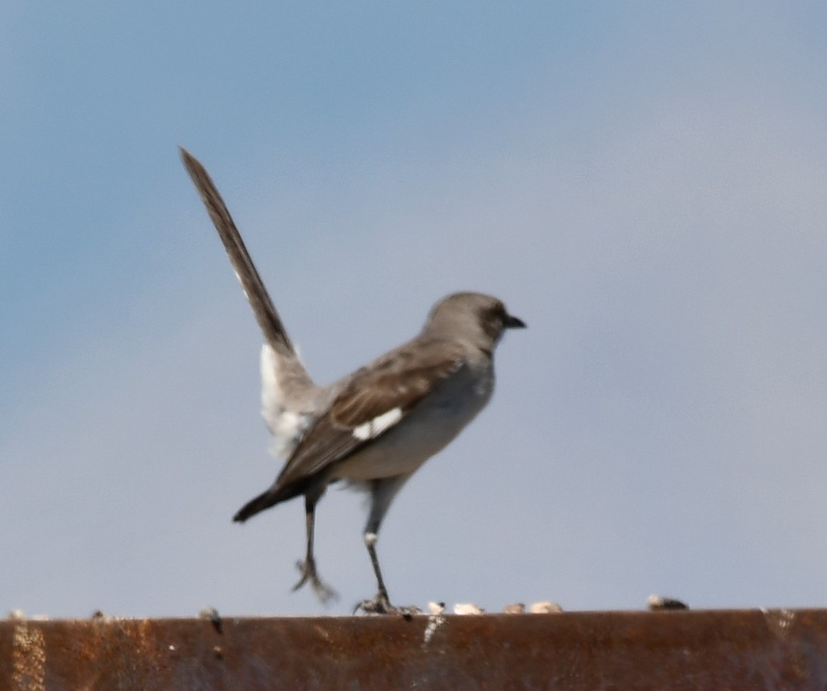 Northern Mockingbird - ML620291006