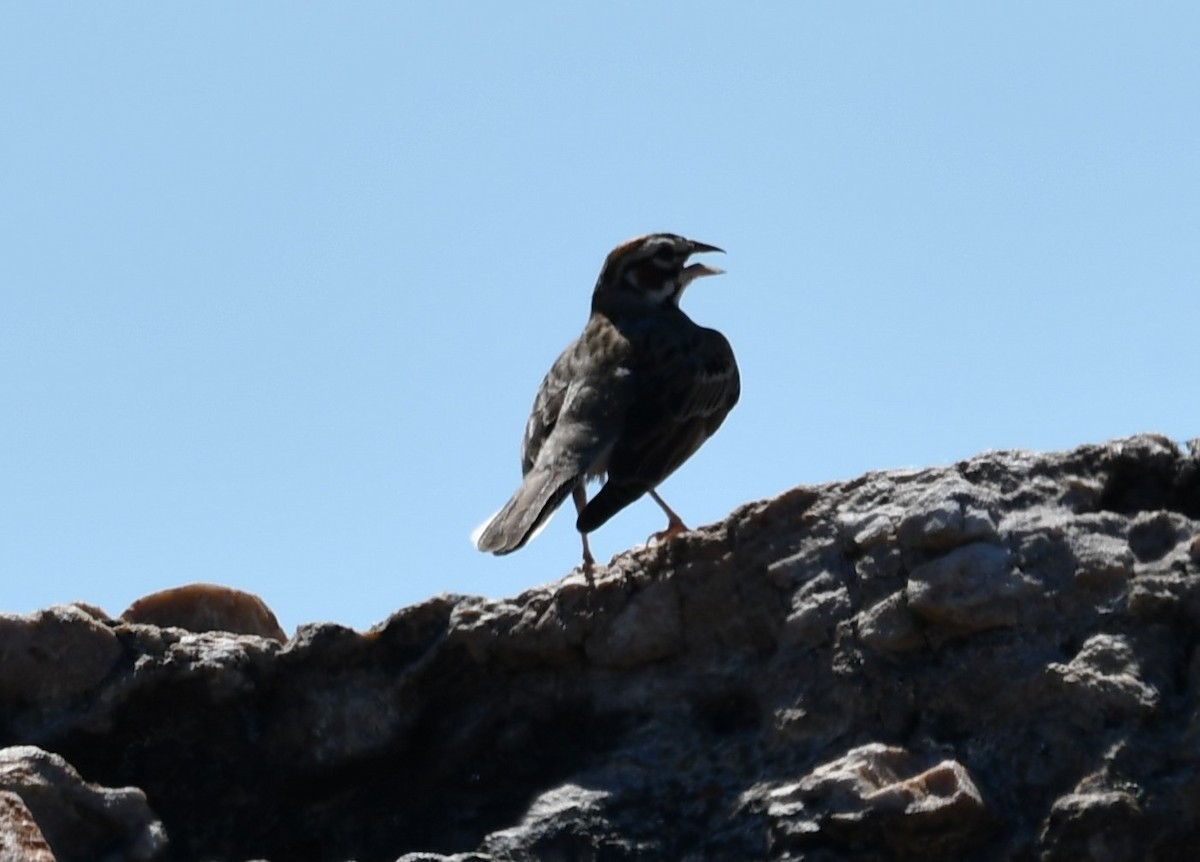 Lark Sparrow - ML620291007