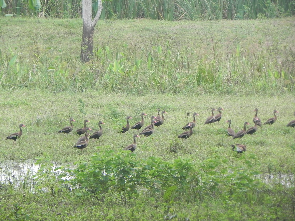 White-faced Whistling-Duck - ML620291010