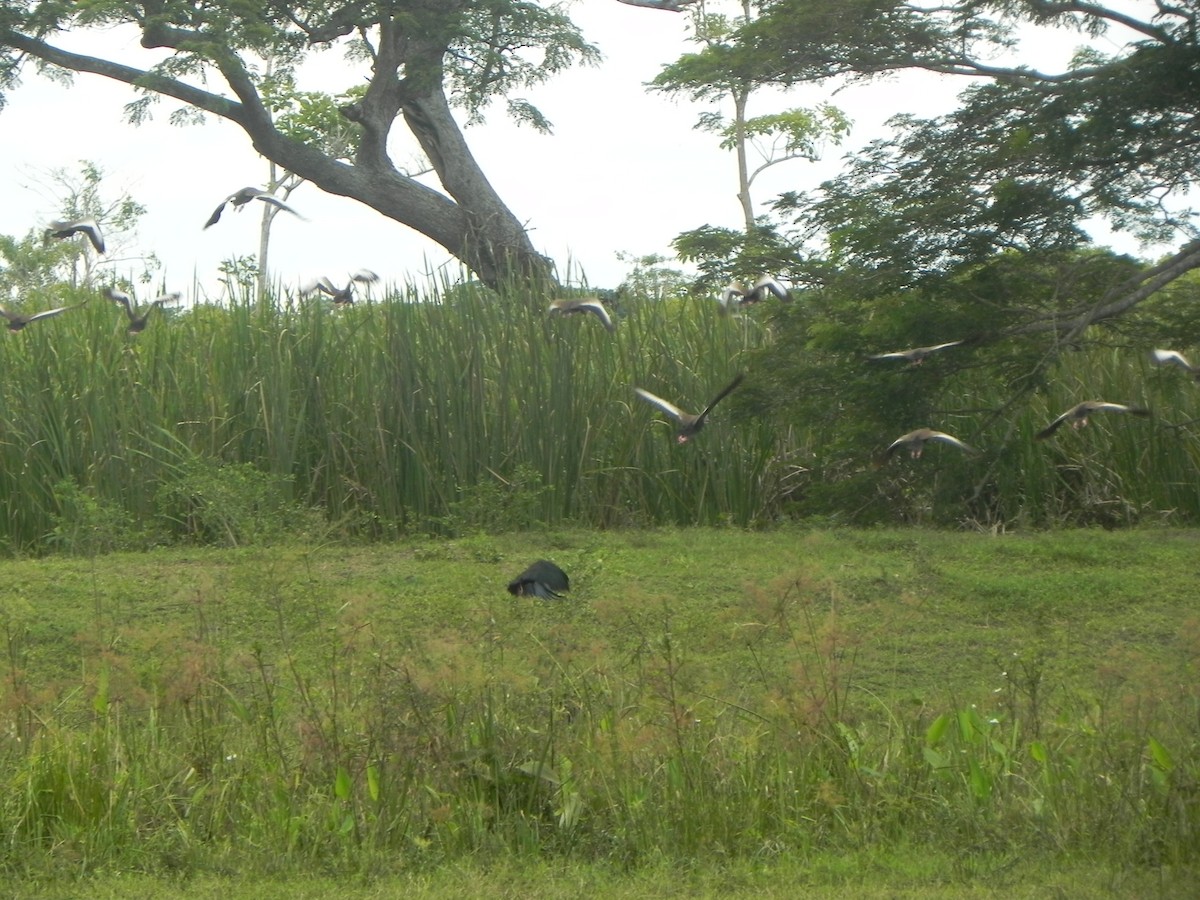 White-faced Whistling-Duck - ML620291011