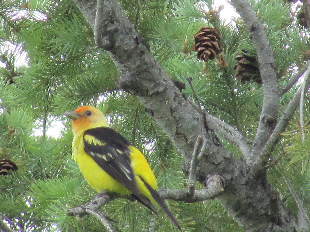 Western Tanager - Felice  Lyons