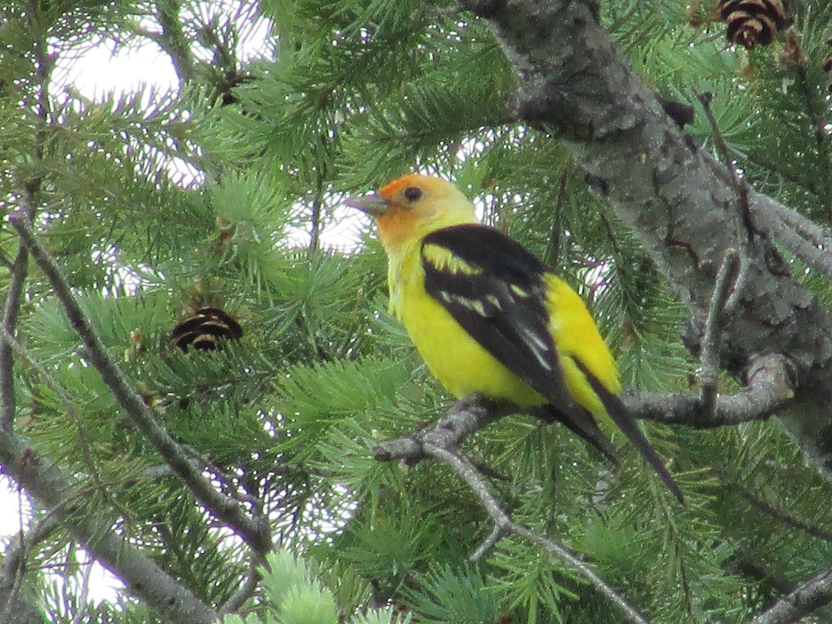 Western Tanager - ML620291015