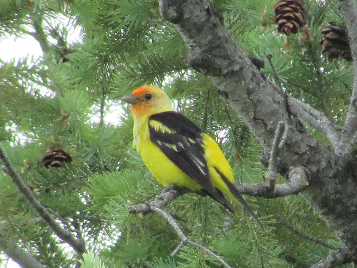 Western Tanager - ML620291017