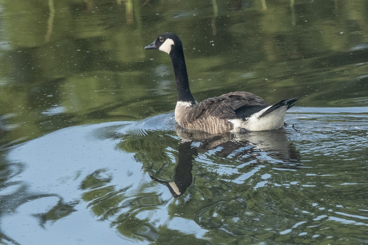 Canada Goose - ML620291022