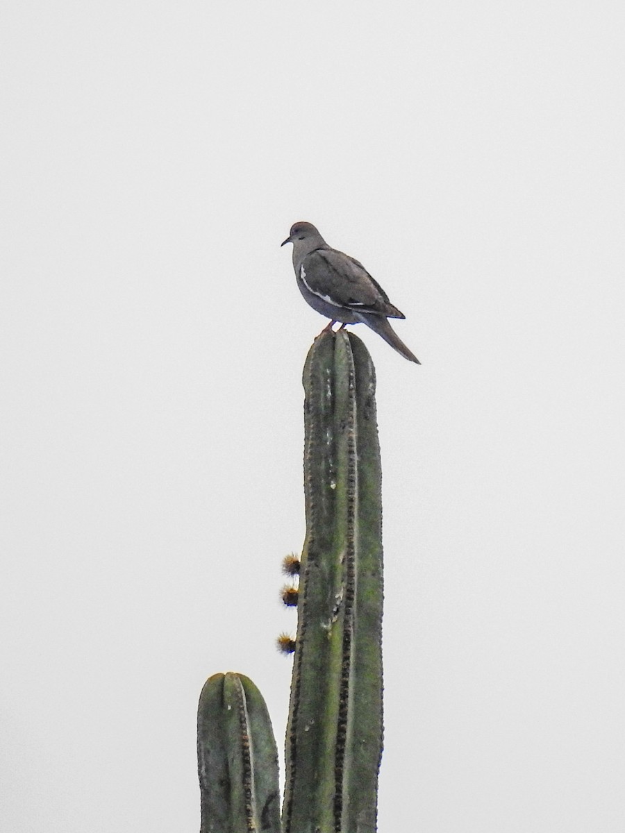 White-winged Dove - ML620291023