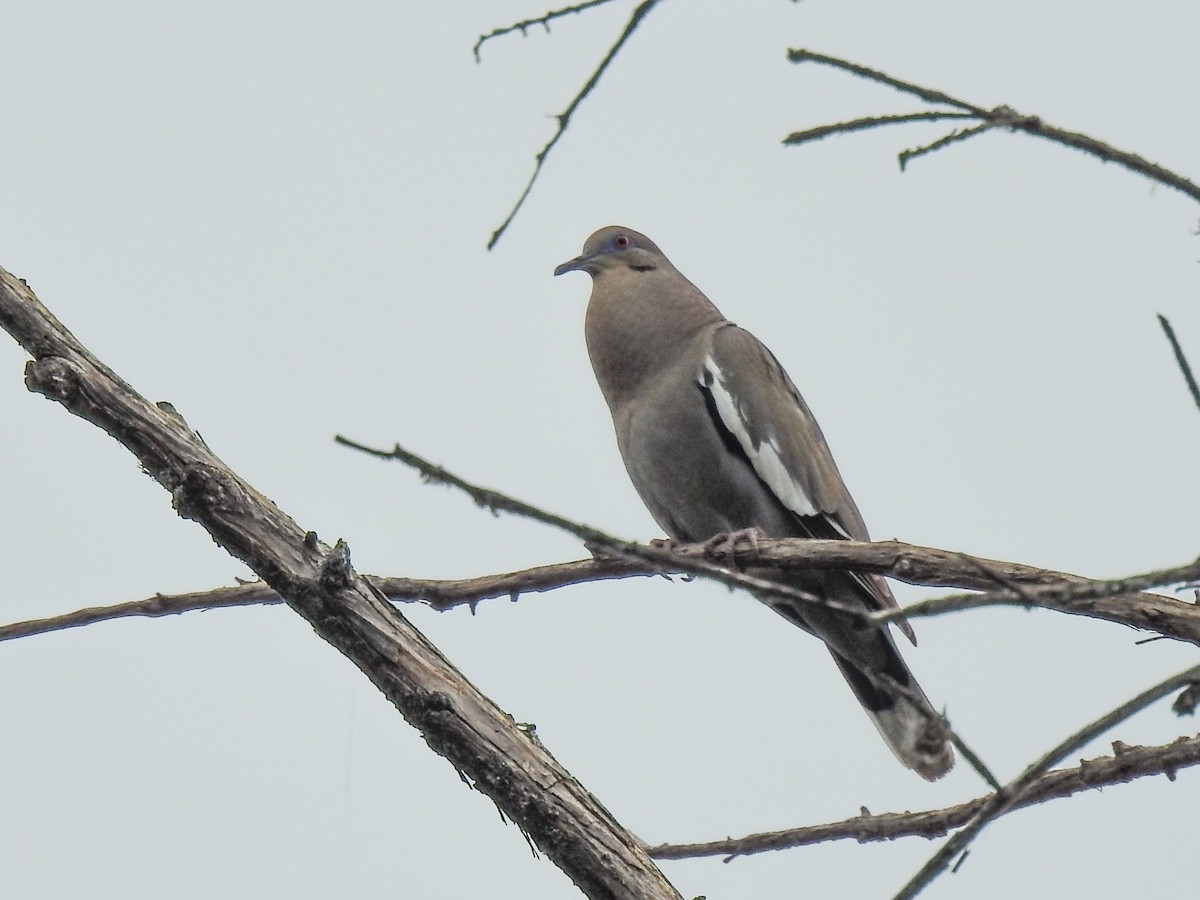 White-winged Dove - ML620291024