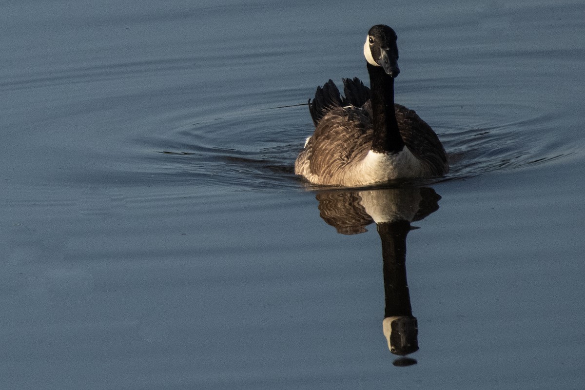 Canada Goose - ML620291026