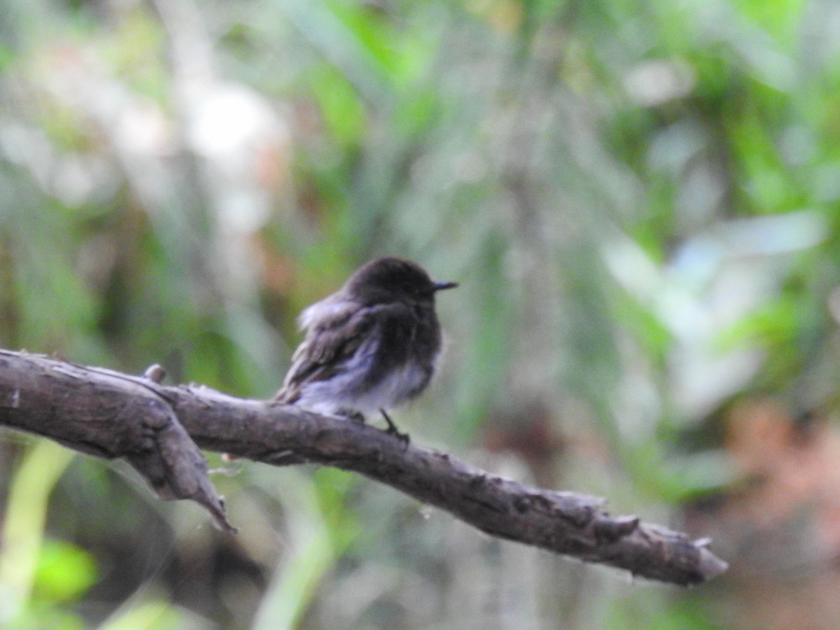 Black Phoebe - ML620291028