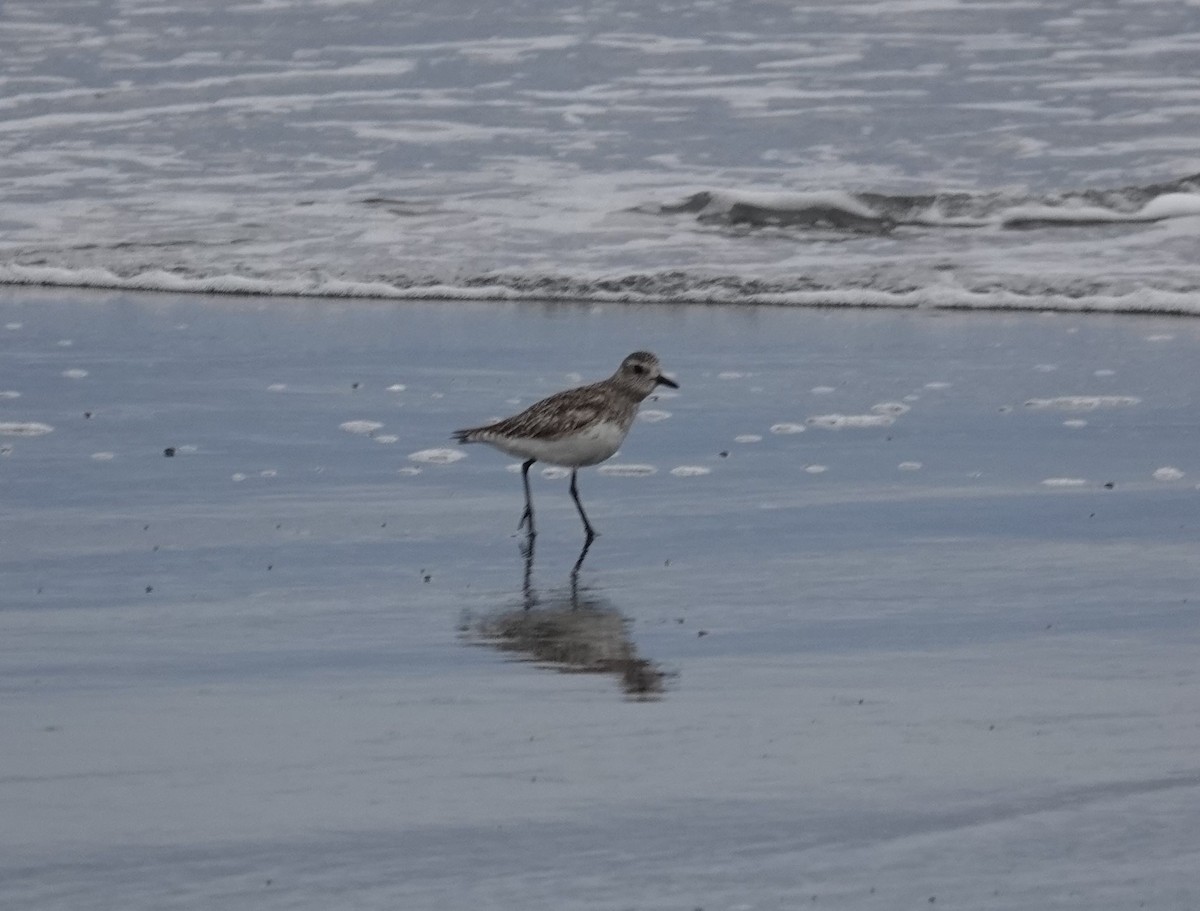 Black-bellied Plover - ML620291029