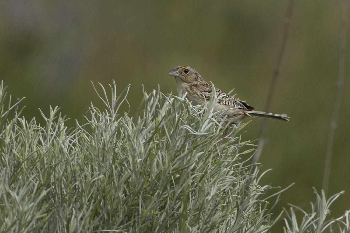 Grasshopper Sparrow - ML620291031